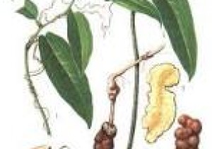 Thông báo về việc mời chào giá các mặt hàng thuốc vị thuốc  cổ truyền đấu thầu tập trung cấp địa phương cho các cơ sở  y tế công lập trên địa bàn tỉnh Quảng Nam năm 2025-2026
